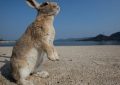 Viaggi curiosi: i conigli del Giappone