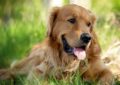 Golden e Labrador cani che regalano felicità